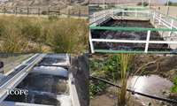 گیاه‌پالایی و پاکسازی حوضچه‌های قدیمی پالایشگاه دالان در راستای نگهداشت محیط زیست + تصویر